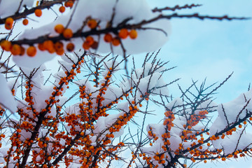 Sea-buckthorns (Hippophae) berries under the snow in garden