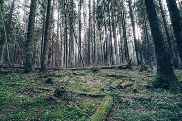 The gloomy fir forest.