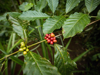 Fresh coffee beans in green and red color on a tree