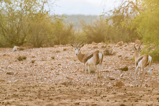 Springboks at Sunset