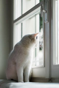 Side view of cat looking out of window with his image refelcted on the glass