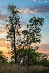 Plakat tree and sun set at the brazilian savannah