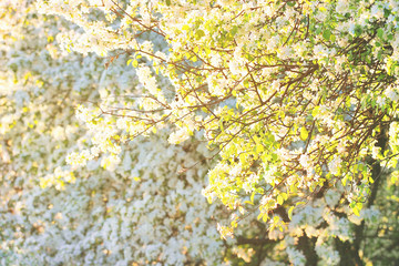 Spring blooming apple orchard at dawn