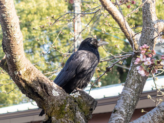 crow in a cherry blossom in japan