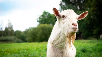 Portrait of an adult beautiful white male goat on a farm green grass field background on a summer day. Close up, copy space