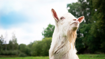 Portrait of an adult beautiful white male goat on a farm green grass field background on a summer day. Close up, copy space