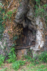 Bench in a tree trunk. Fairy forest. A place to relax on the road. Massive old tree. Halt for a tired traveler. Deep hollow in oak. Seat in the nature.