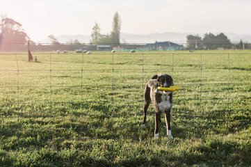 Dog with a frisbee at a fence on a rural property