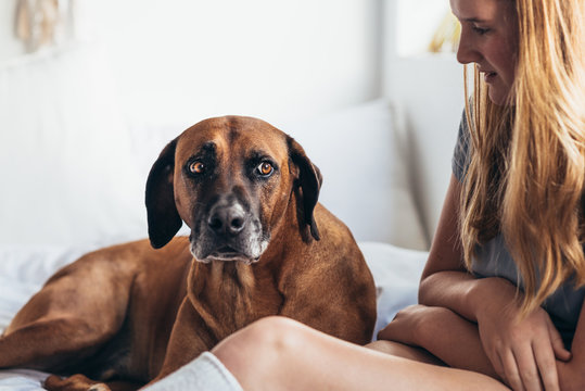 worried dog