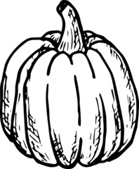 Pumpkin ink sketch isolated on white background. Hand drawn vector illustration in vintage style. Thanksgiving Day, Halloween pumpkin icon. Autumn illustration. Decoration element.