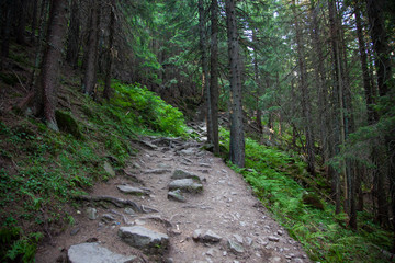 Fototapeta premium path in the forest