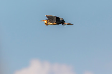 Purple heron (Ardea purpurea)