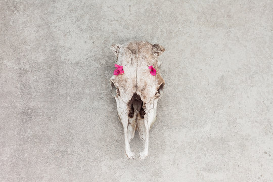Dead bones, new life