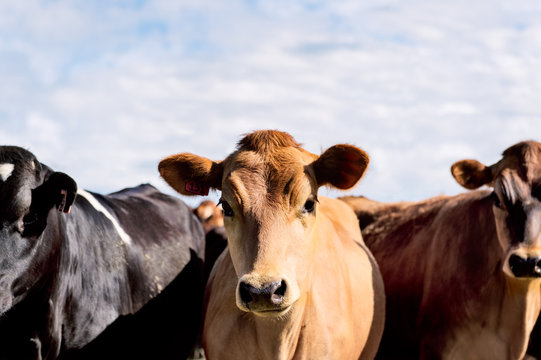 Brown cow looking at camera with curiosity and interest