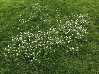 Lush, green grass in Spring and scattering of small, white blooming flowers