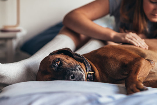dog lying on bed, while woman checks his skin