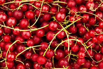 red current