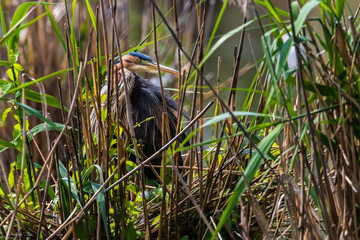 Purple heron (Ardea purpurea)