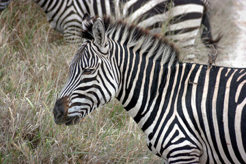 Fototapeta na wymiar Zebra in the Wild