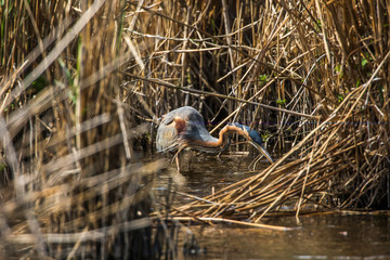 Purple heron (Ardea purpurea)