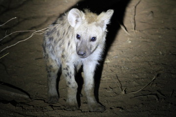 Hyänenwelpe in der Nacht