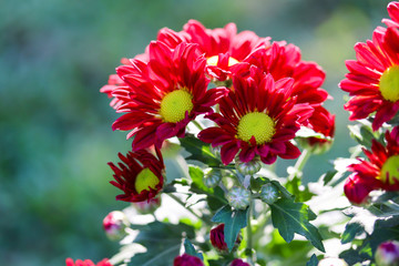 close up of bright red chrysanthemum flowers with green nature background.