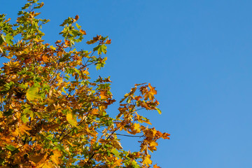 Tree with yellow leaves. Against a clear blue sky