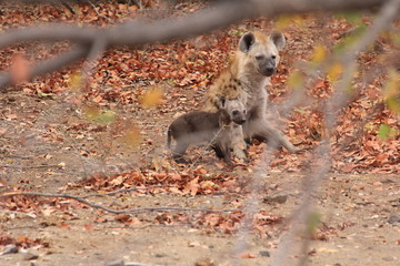 Hyänenweibchen mit Welpe