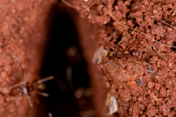Macro photography of ant, red earth, invertebrate animals.