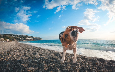 Fototapeta na wymiar Beagle jugando en la playa