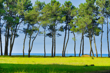 Trees on Beach
