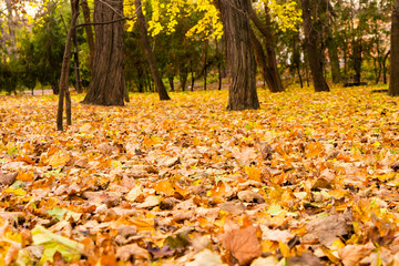 Park in the autumn season (landscape)