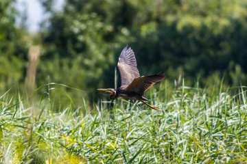 Purple heron (Ardea purpurea)