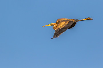 Purple heron (Ardea purpurea)
