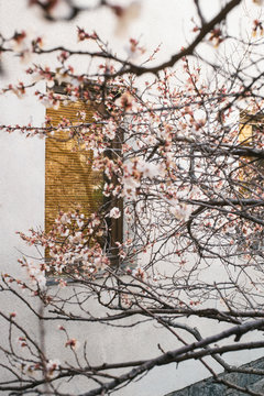 Apricot blossom