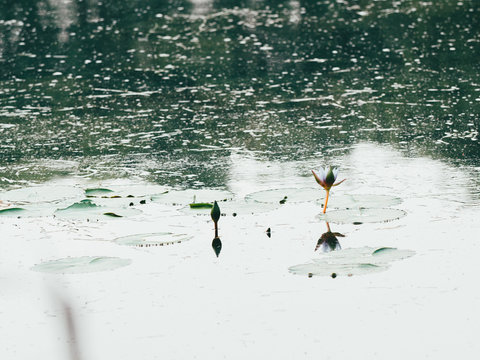 water lily