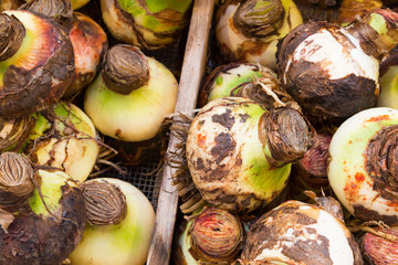 Detail of tulips bulbs in Amsterdam flowers market, close up
