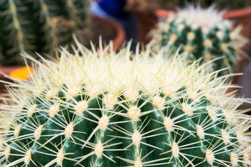 Close-up photo of cactus, side view