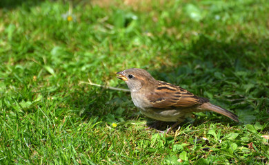 sparrow on the grass, Somerset, England 