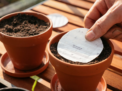 Seeding parsley