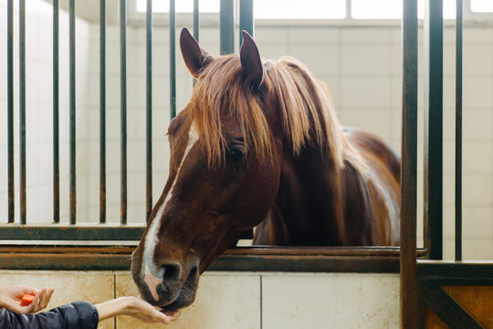 Crop hands feeding horse in stable
