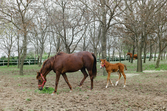Foal and mare in autumn park