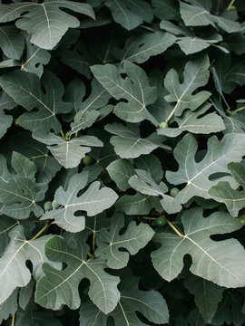 Leaves of large fig bush