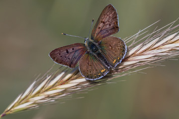 butterfly on leaf