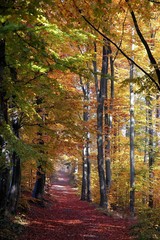 Autumnal colored - Herbst im Wald