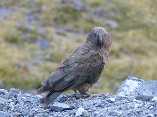 kea, parot in fjorland national park in New Zealand