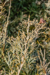 Juniper Needles