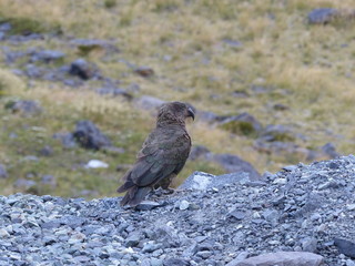 kea, parot in fjorland national park in New Zealand