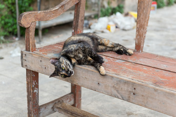 sleep cat in street akko acre israel