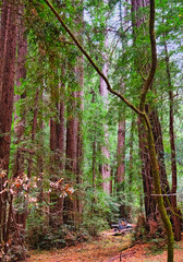 Four Wheel Drive in Redwood Forest in Muir Woods